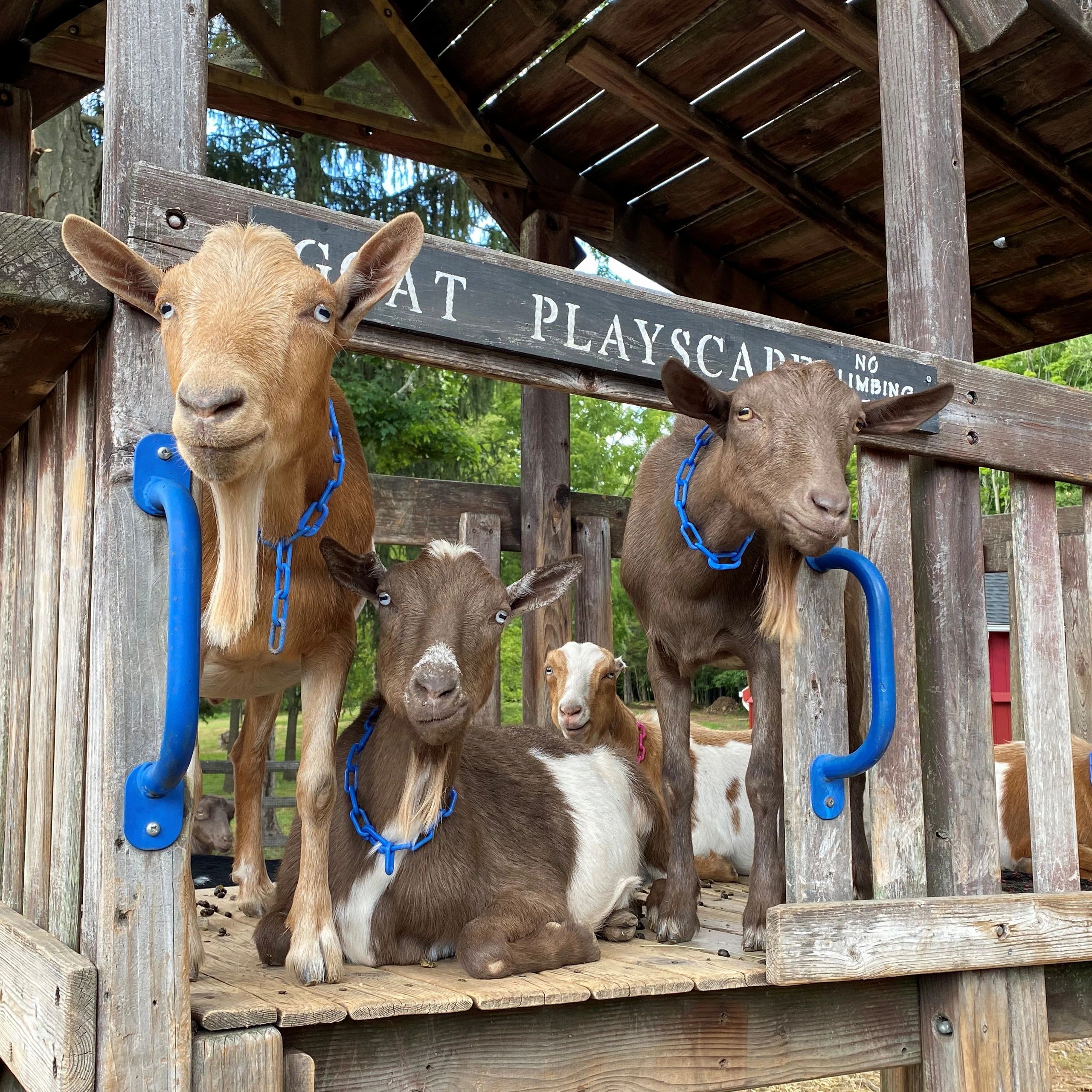 Bradley Mountain Farm Home
